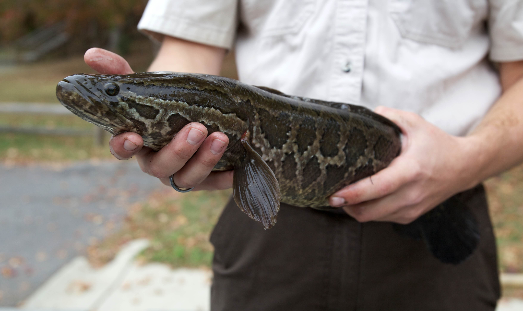 Northern snakehead monitoring efforts