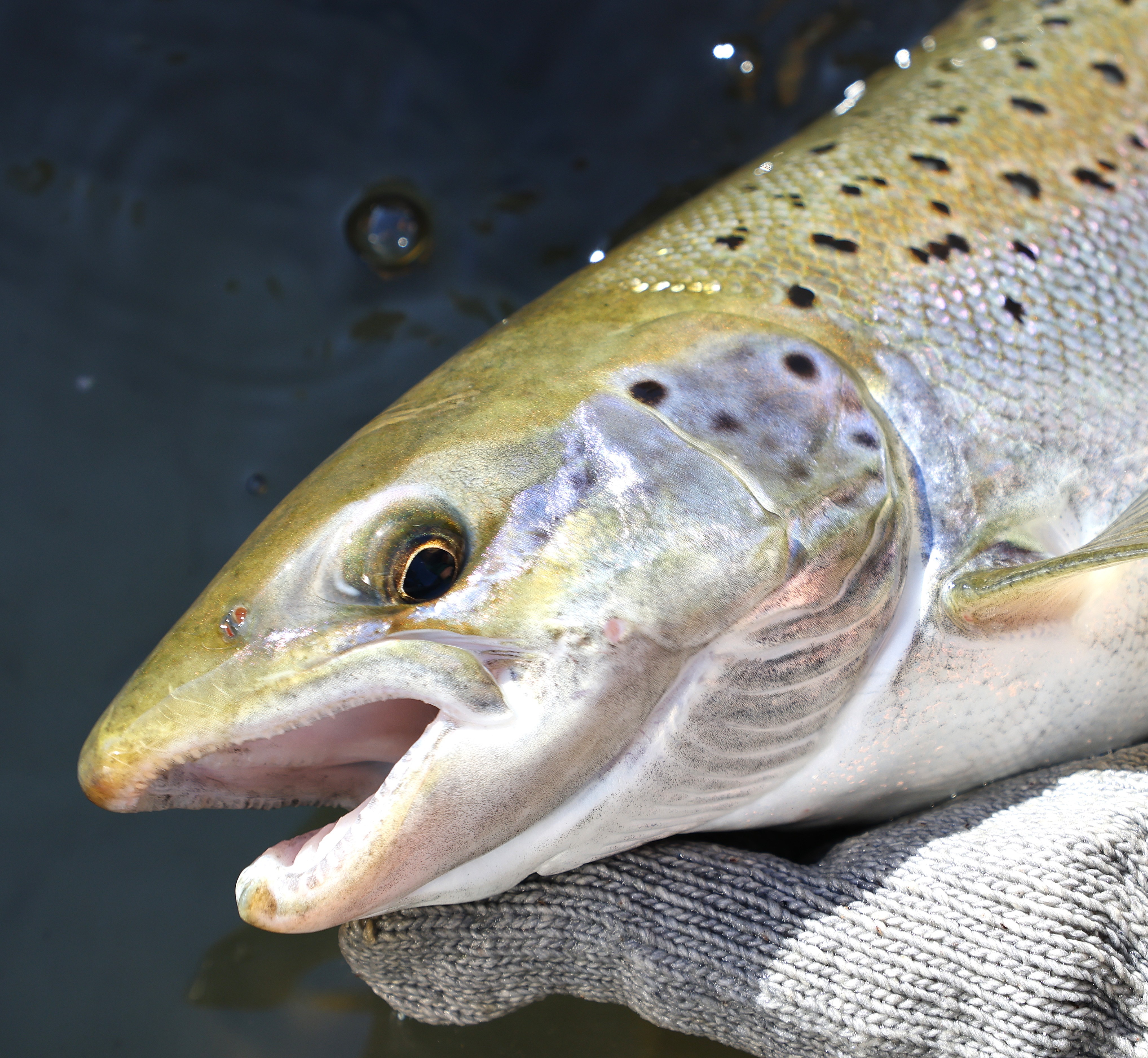 Atlantic Salmon Landing Image