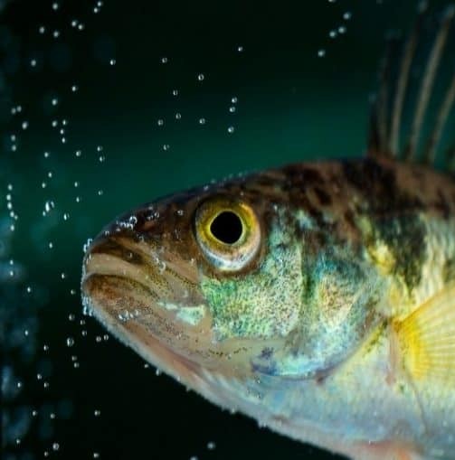 Atlantic Salmon Landing Image