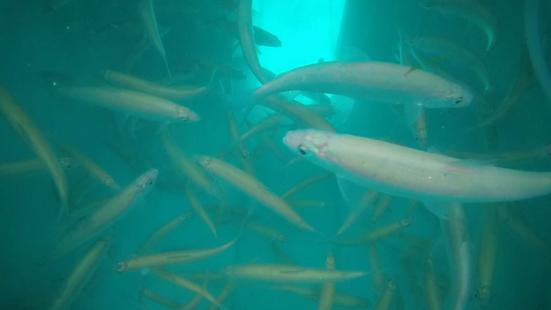 Newspage Landing image (school of blue fish)