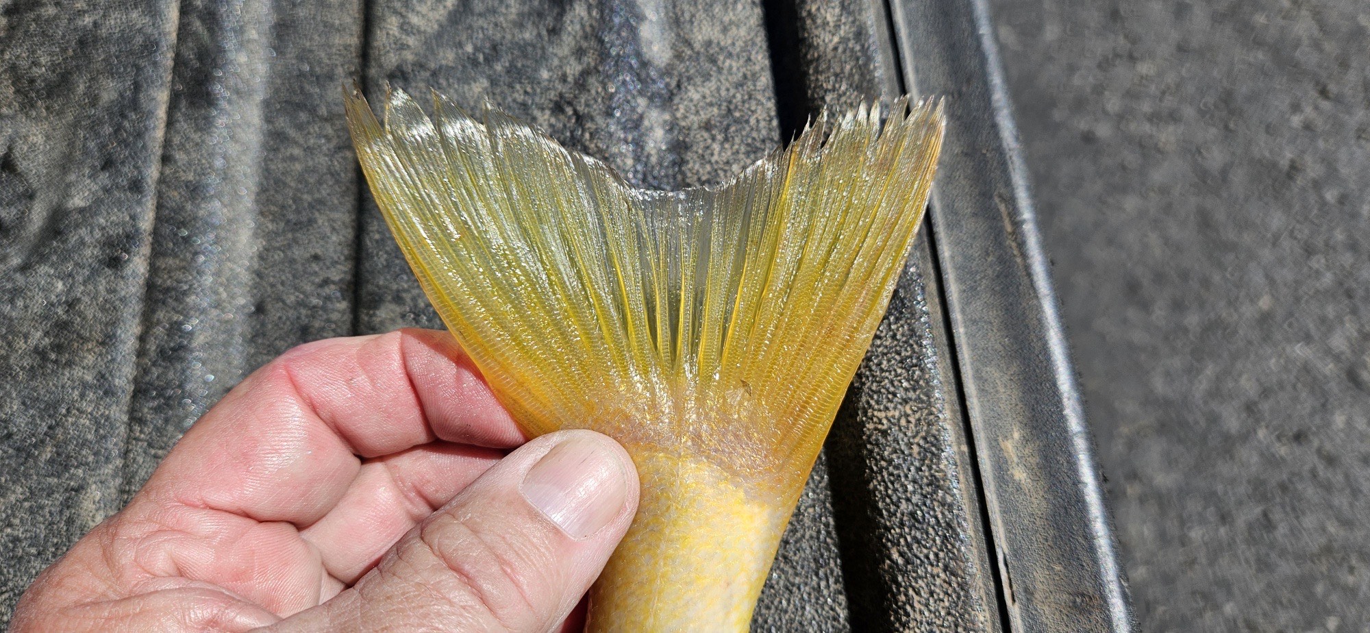 Another picture of said fish, up-close showing the tail.