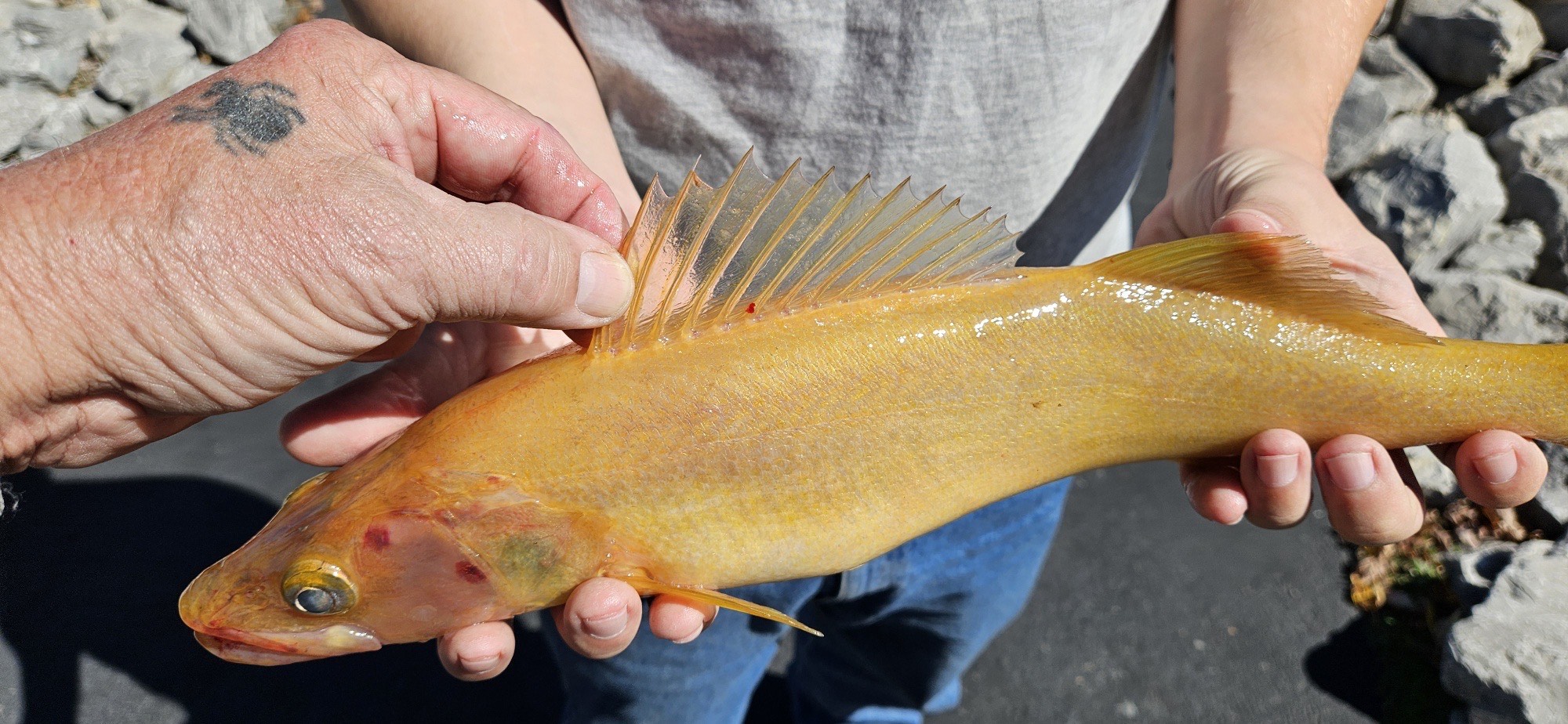 Golden walleye caught on Lake Erie