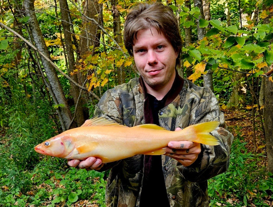 A man holding a rare Golden Walleye