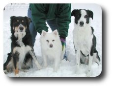 the three (dog) stooges