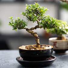 Indoor Tree Variety 3