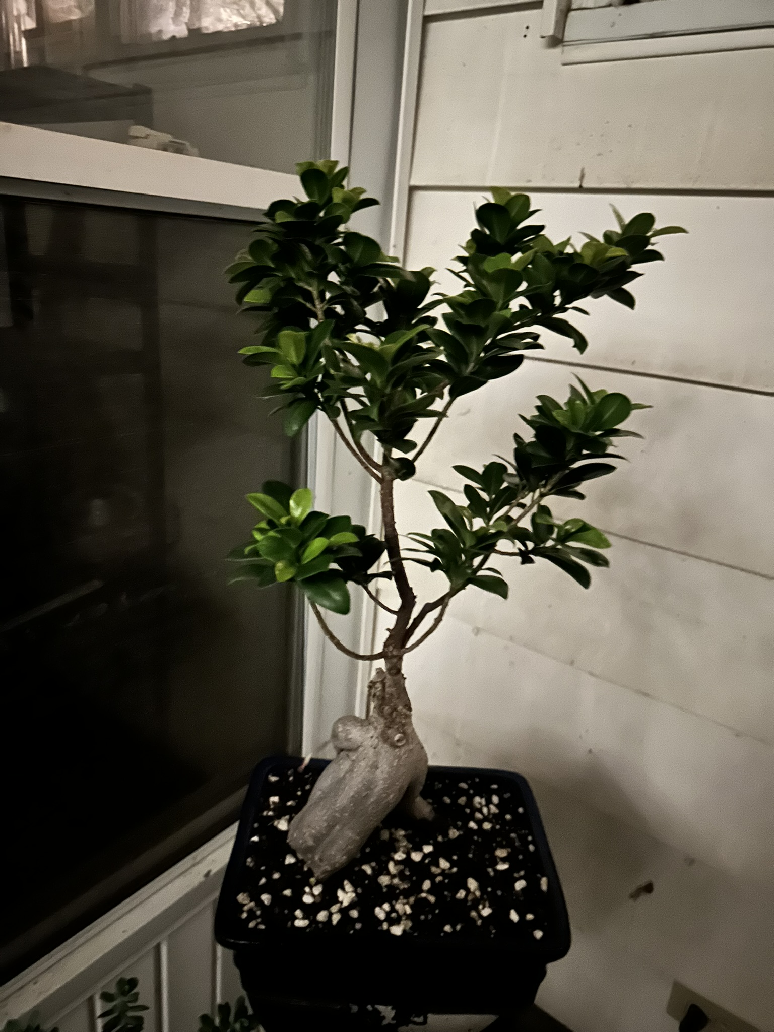 Indoor Tree Variety 1