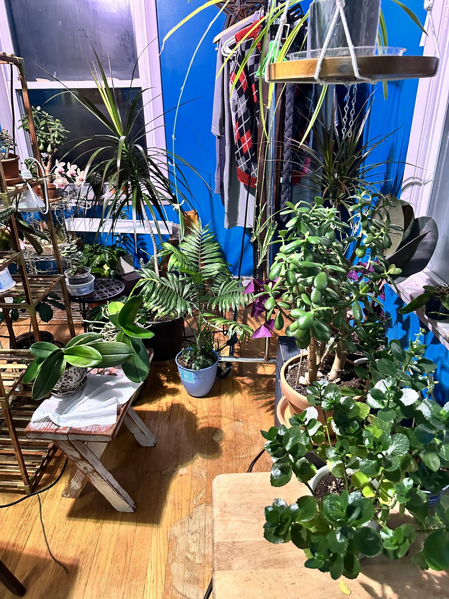 Plant Collection